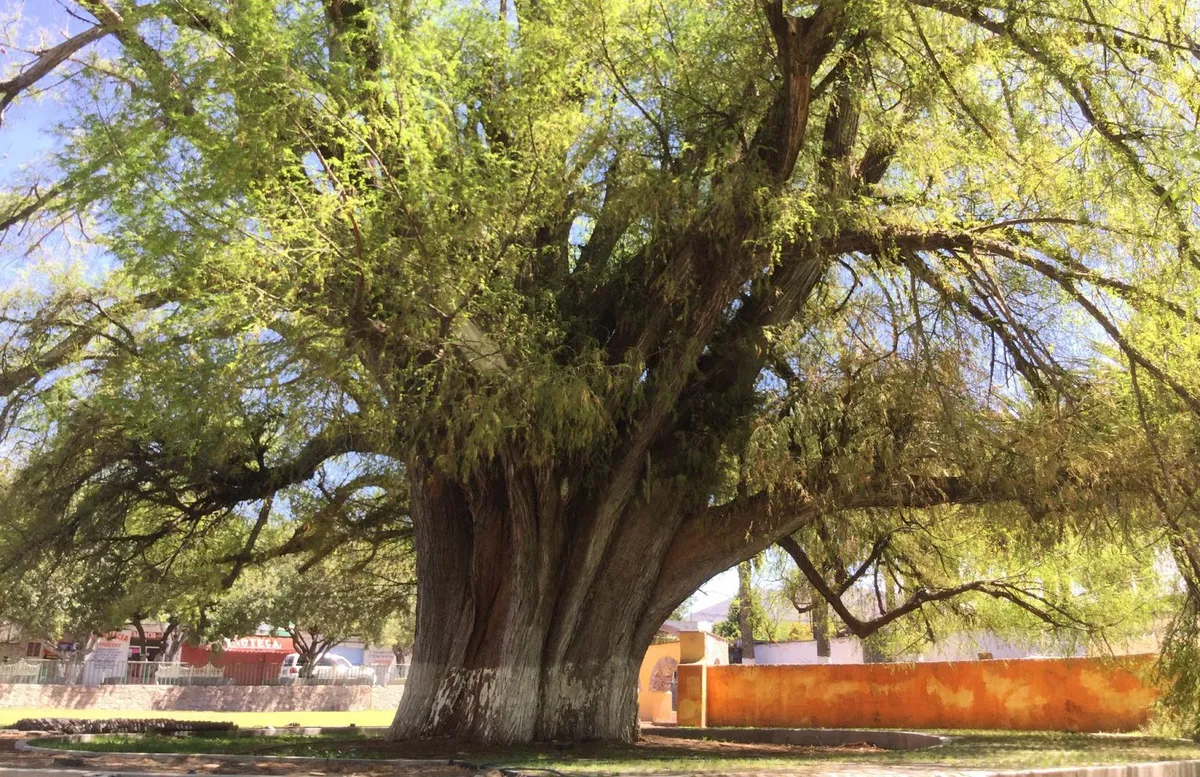 Inicia procedimiento de declaratoria de área  natural protegida “El Sabino” en Zimapán