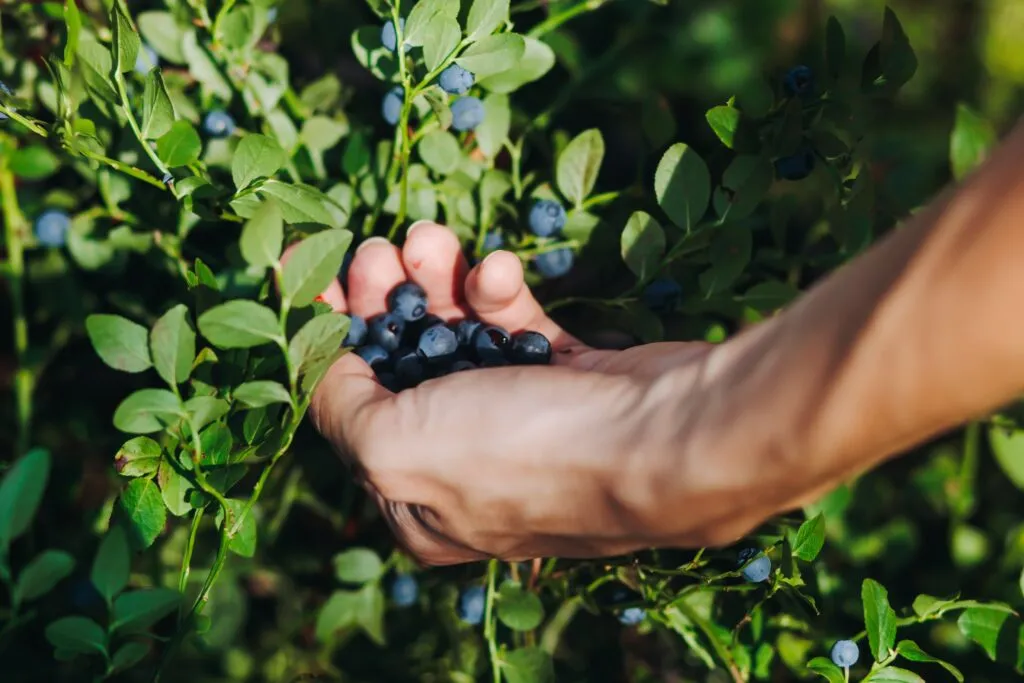 Berries mexicanas ganan terreno internacional con impulso de empresario potosino