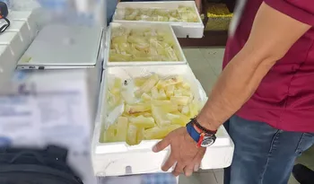 Acitrón asegurado por Profepa en establecimientos de Pachuca.
