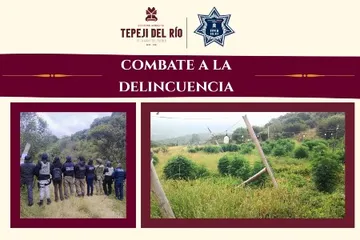 Decomisan plantio de mariguana en Tepeji del Río