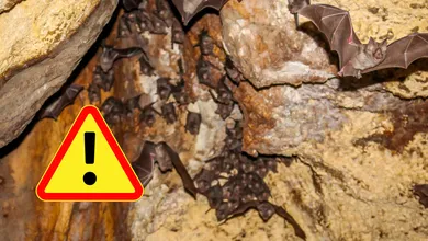 Murciélagos en cueva de Cuautepec sorprenden a especialistas por hallazgo inédito en Hidalgo y alertan por daños al ecosistema. FOTO: Ilustrativa