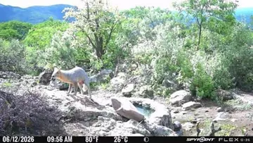 Monitoreo en Tepetitlán revela la presencia de pumas, coyotes y guajolotes silvestres