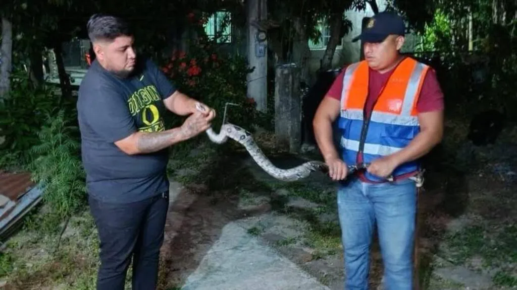 ¡Qué susto! Encuentran y capturan boa en zona habitada de Hidalgo