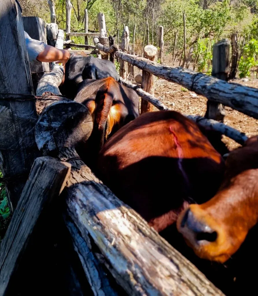 Vacunas, vitaminas y pruebas: así cuidan el ganado en Huasca de Ocampo
