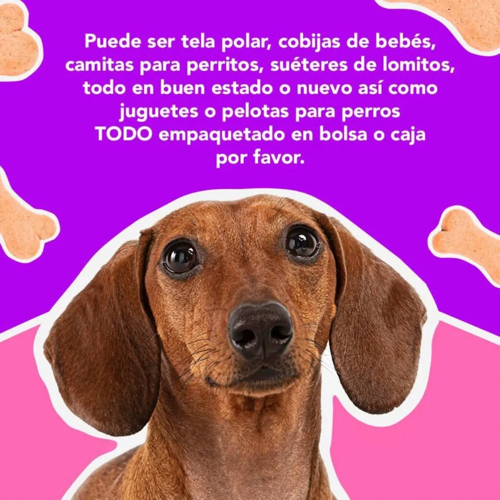 Recolecta ciudadana busca abrigar a perros del Centro de Control Canino en temporada invernal