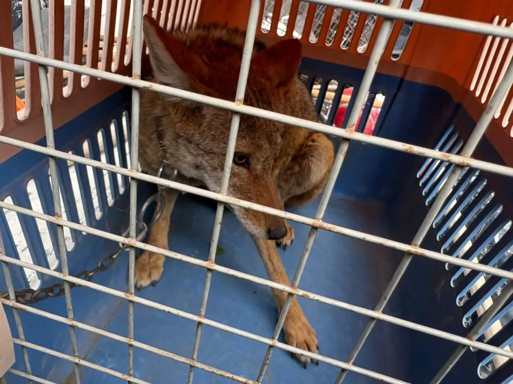 Rescatan coyote herido atrapado en una cerca en Mixquiahuala