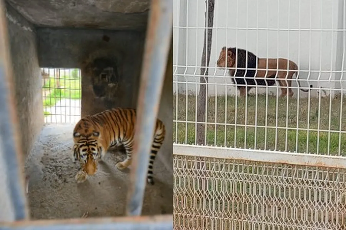 Rescatan a cuatro felinos salvajes durante cateo en Hidalgo