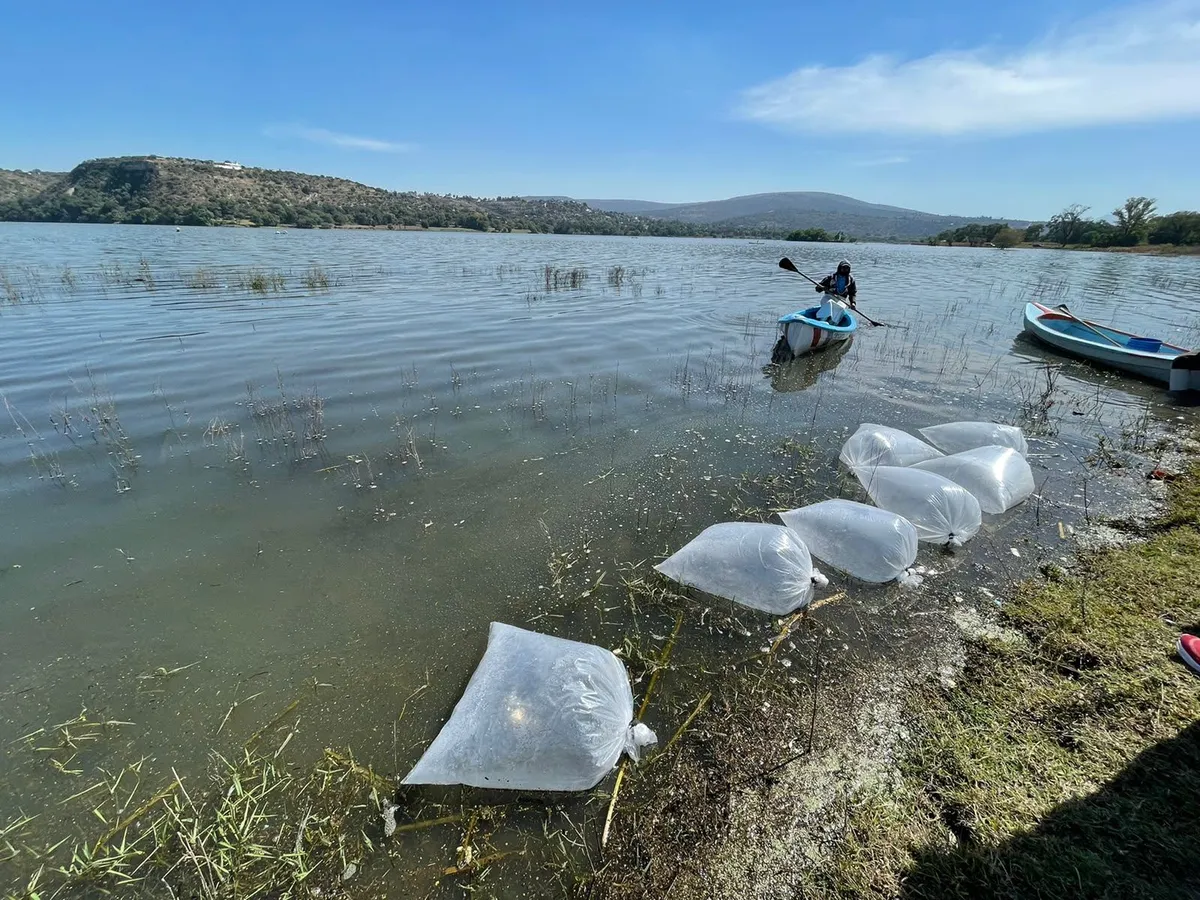 Tepeji del Río: analizan instalar criadero de peces en Presa Requena