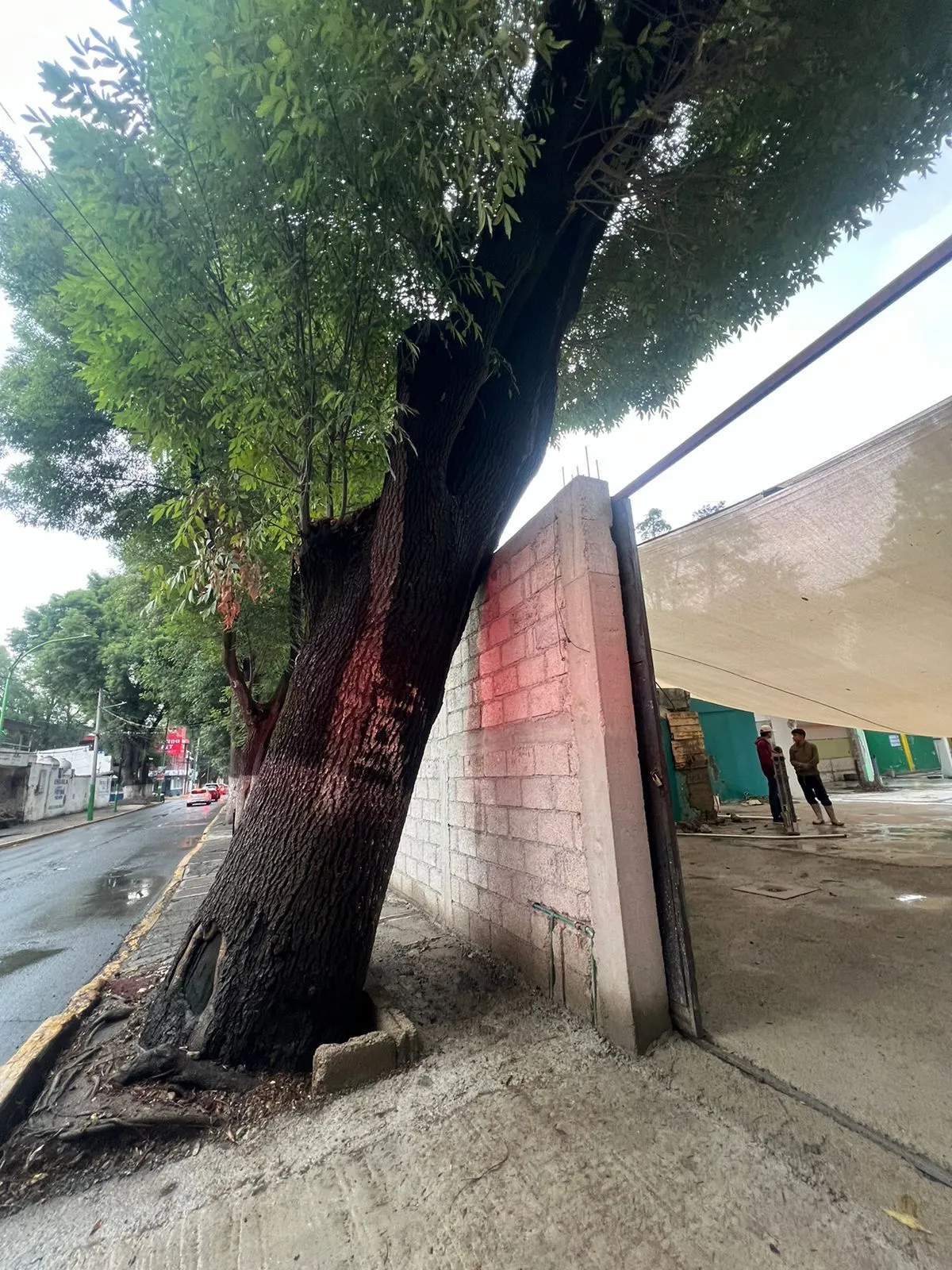 Colapso de árbol en Tulancingo genera alerta y acciones preventivas