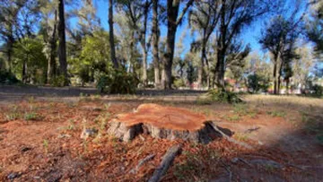 Plagas forestales en Hidalgo