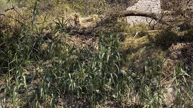 Vecina de San Marcos denuncia daños a su propiedad por obra en el canal Viejo Requena en Tula