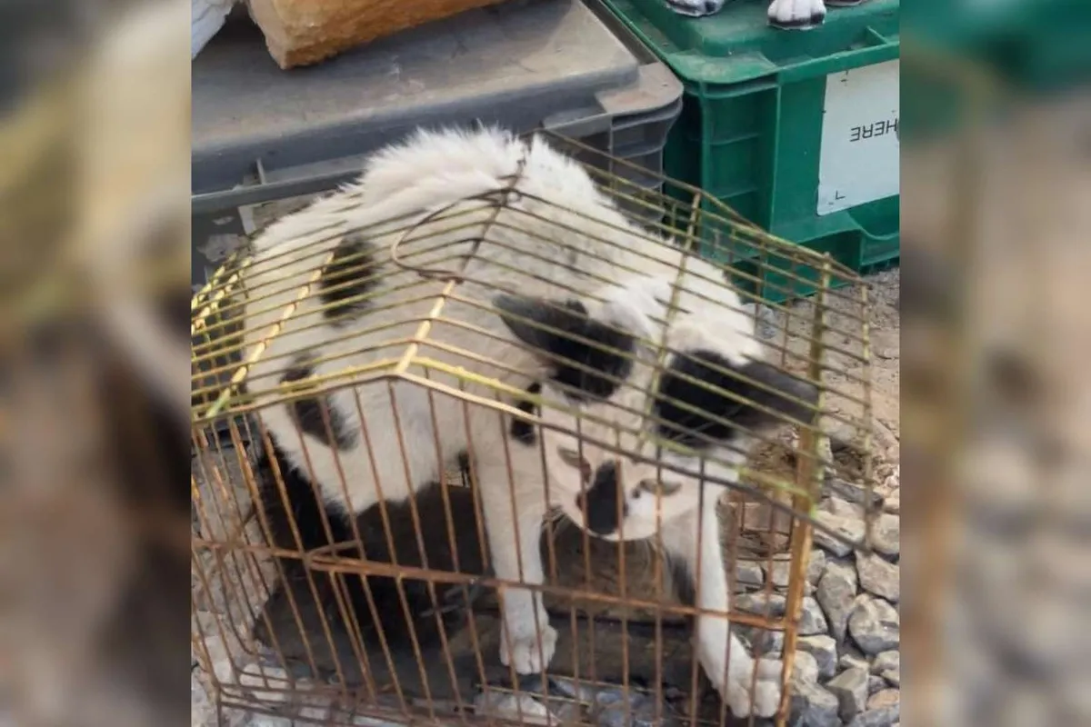 Exhiben maltrato animal en tianguis de Ixmiquilpan