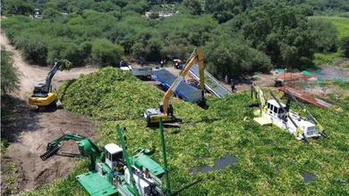Recolección de lirio acuático en la presa Endhó