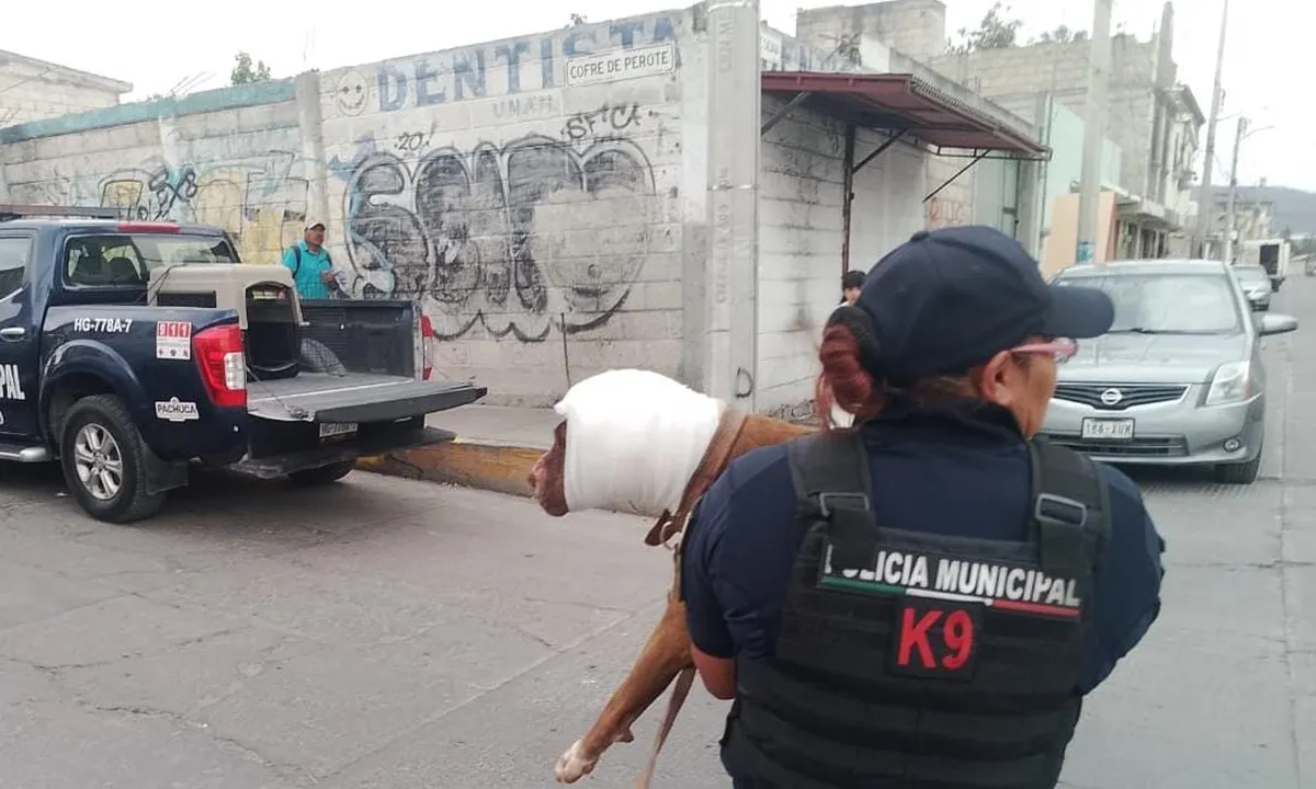 Rescatan a perro victima de maltrato animal en San Cayetano