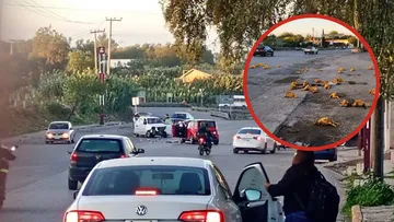 Accidente en la carretera Tlaxcoapan-Atitalaquia con pollos esparcidos sobre el pavimento.
