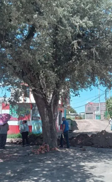 Vecinos de Cuautepec exigen frenar ecocidio; acusan a gobierno municipal de pretender derribar encino de 300 años