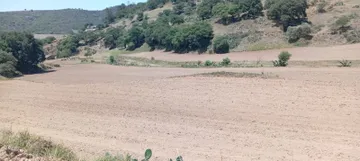 Productores de Tulancingo ya trabajan contra reloj tras las lluvias; esperan que el temporal no arruine las cosechas