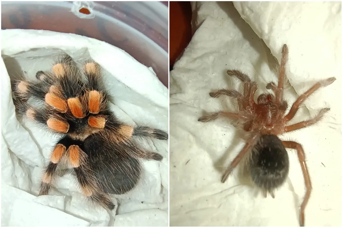 Profepa rescata 13 tarántulas en paquetería de Pachuca