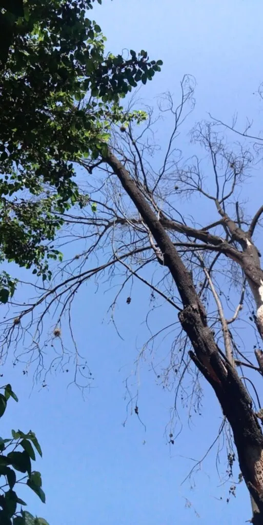 Detectan plaga de heno motita en jardines de calle Juárez en Tulancingo
