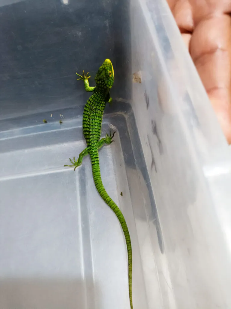 ¡A salvo! Rescatan 13 dragones mexicanos que serían enviados de forma ilegal a Hong Kong