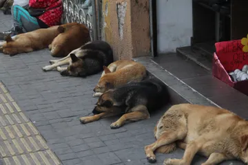 Denuncias archivadas, perros abandonados y presuntas irregularidades oficiales encendieron alertas por violencia animal en Hidalgo