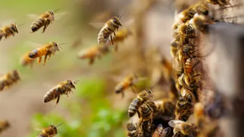 Bomberos atienden un reporte por ataque de abejas en la colonia Horacio Camargo, Huejutla.