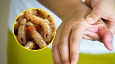Casos de gusano barrenador en Hidalgo