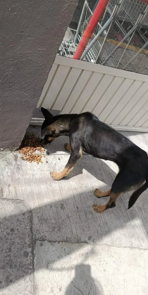 ¡4 de cada 10 perros viven en abandono! Alertan por sobrepoblación canina en Tizayuca
