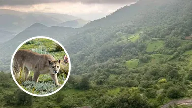Habitantes de Jacala temen presencia de puma y piden medidas.