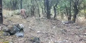 El puma sigue rondando por Actopan