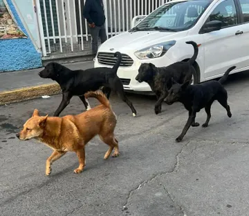 perros