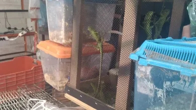Iguana
