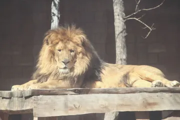 León