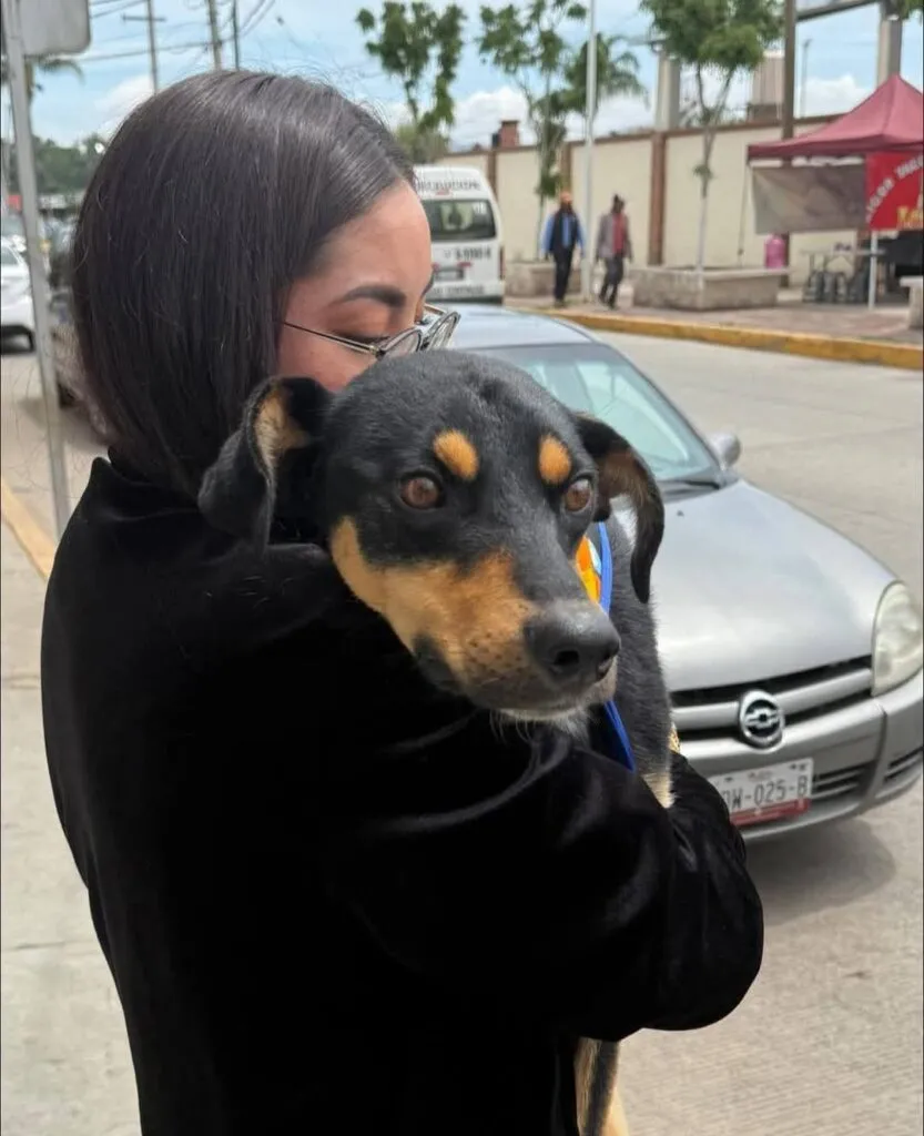 Tulancingo acumula 80 denuncias por maltrato animal en lo que va de 2025