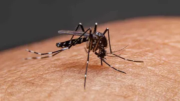 Alerta por dengue en Hidalgo: 18 municipios afectados y 604 casos