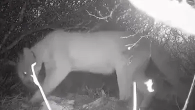 Reportan un puma cerca de zonas habitadas y activan vigilancia