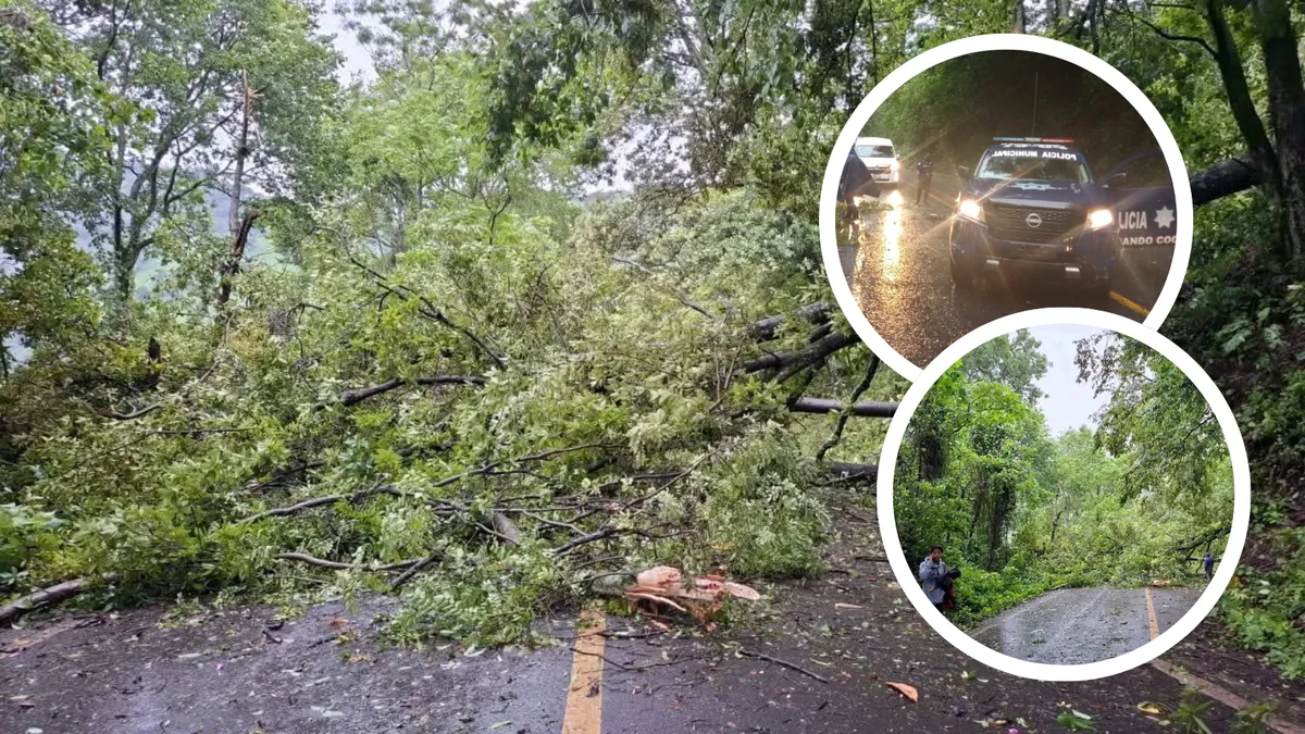 Árboles caídos bloquean la carretera México-Tampico en Tlanchinol tras fuertes lluvias