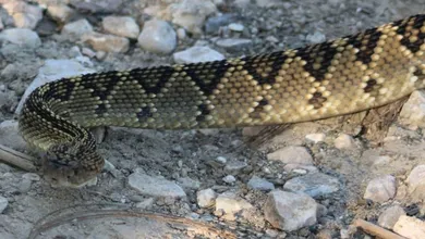 Hallan víbora de cascabel en Parque Nacional Los Mármoles1