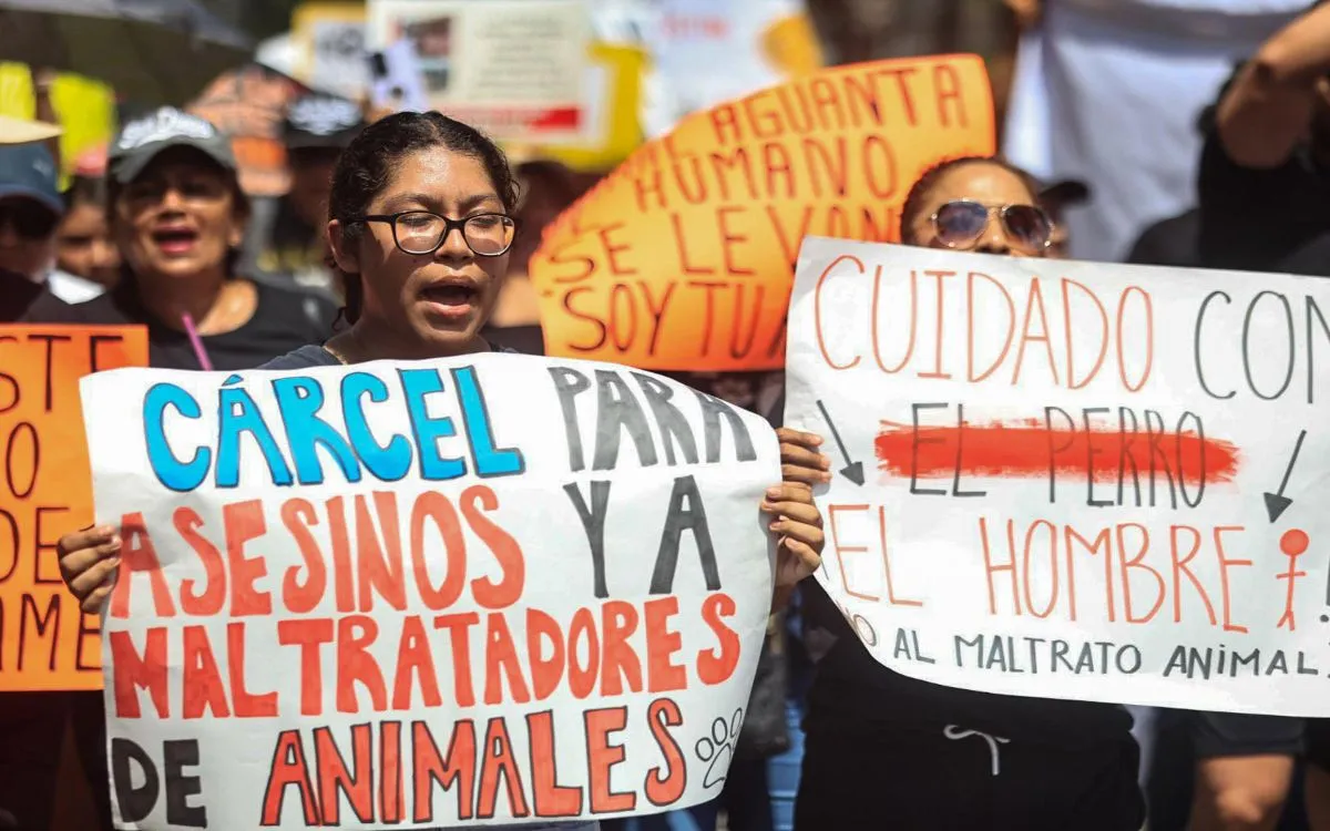 Este domingo se llevará a cabo la marcha por los derechos de los animales en Pachuca.