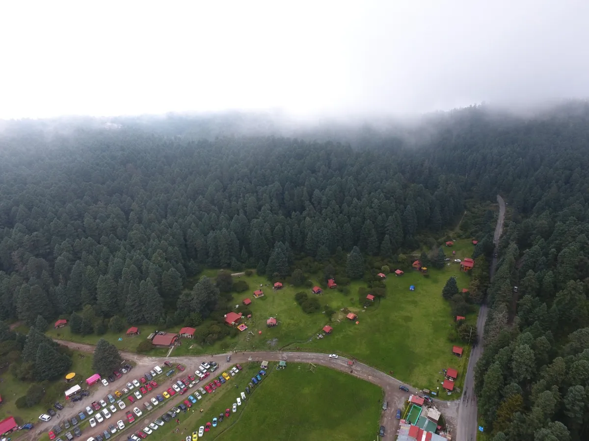 Bosques de Hidalgo afectados por incendios y plagas en 2021: Conafor