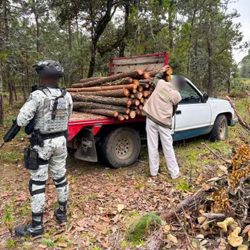 Profepa y Guardia Nacional aseguran más de 2 mil m³ de pino en Hidalgo tras operativo contra tala ilegal.