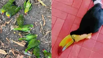 Huasteca Potosina: mueren decenas de aves por ola de calor