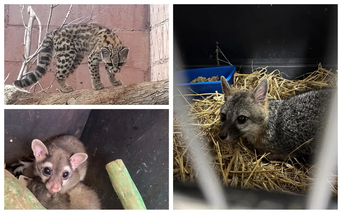 liberan especies en peligro en Pachuca