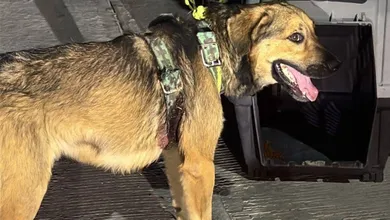 Rescatan a perrito con heridas graves en Ixmiquilpan