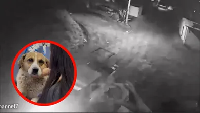 Perro herido tras presunto ataque de la Guardia Nacional en San Agustín Tlaxiaca