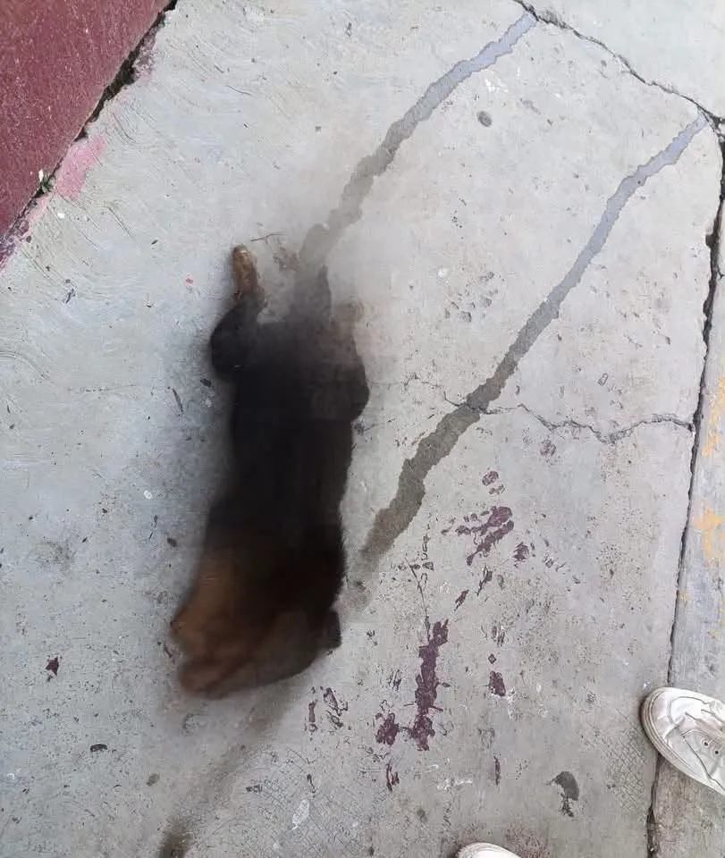Muere cachorro tras brutal agresión en Hidalgo