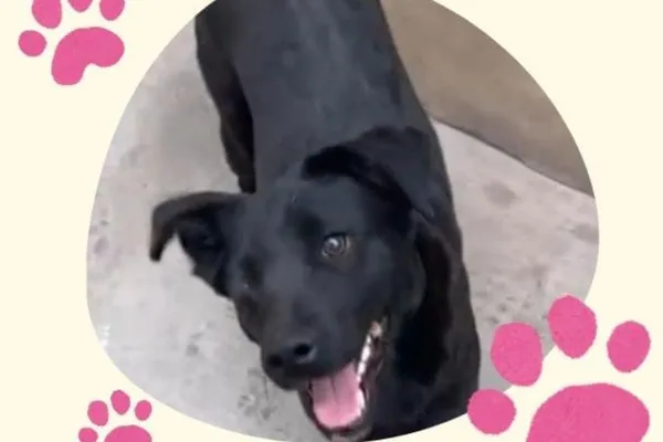 Una adopción responsable puede cambiar su historia y evitar que vuelva a la calle.