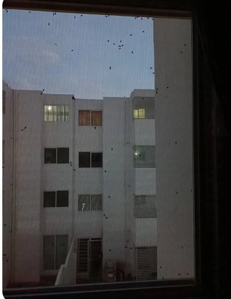 Temen nueva plaga en fraccionamiento de Tizayuca por tiradero de estiércol