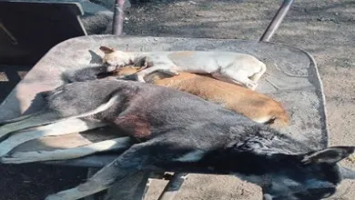 Perros envenenados en Tezontepec de Aldama