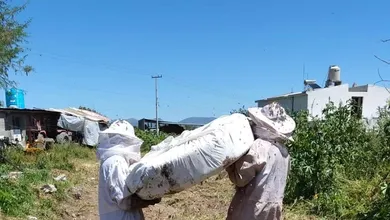 No las eliminaron: así actuaron ante los enjambres